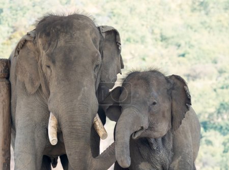 Téléchargez les photos : Vue rapprochée de certains éléphants domestiqués en captivité. - en image libre de droit