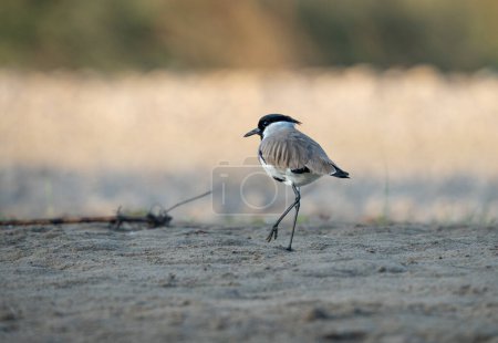 Photo for A river lapwing walking on a sandbar in a river. - Royalty Free Image