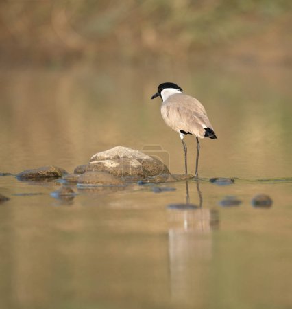 Photo for A River Lapwing Standing in the Water in the early morning light. - Royalty Free Image