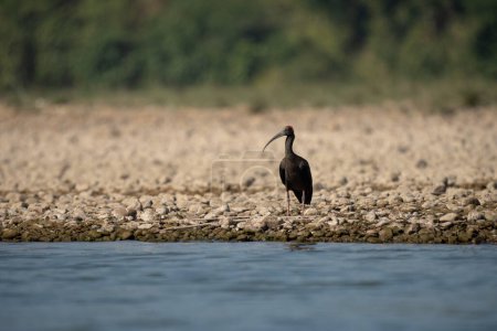 Photo for A Red Naped Ibis standing on the bank of a river. - Royalty Free Image