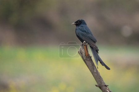 A Black Drongo Perched on Dead Branch against a blurred background.