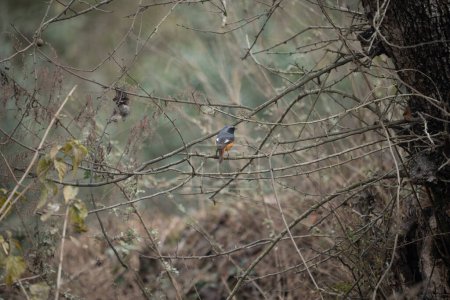 Photo for An environmental shot of a Hodgsons Redstart bird in the branches of a tree. - Royalty Free Image
