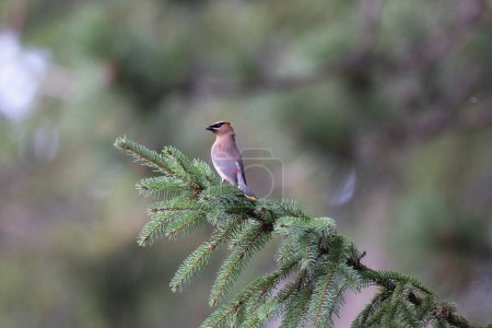 A Cedar Waxwing Perched on a Spruce Branch in the forest.