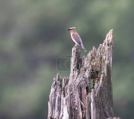 A Cedar Waxwing Perched on a Stump against a blurred background.