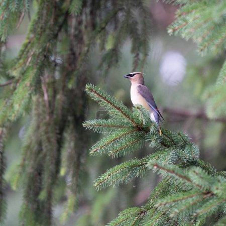 A Cedar Waxwing Perched on a Spruce Branch in the forest.