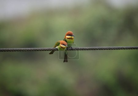 A Chestnut Headed Bee-Eater perched on a cable.