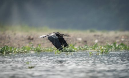 Ein gemeiner Darter oder Schlangenvogel fliegt tief über einen Fluss.