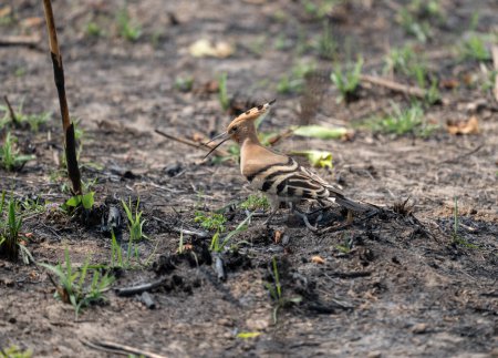 A Common Hoopoe on the Ground with new grass shoots sprouting.