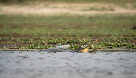 Un cocodrilo gavial con la boca abierta en un río.