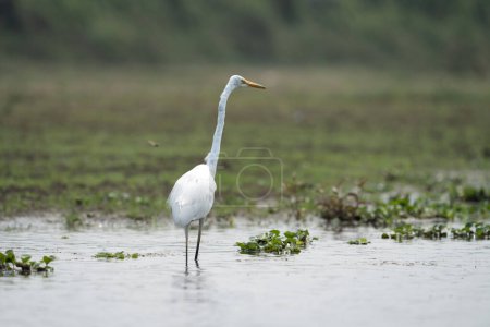 A Great Egret in the River in the Chitwan National Park.