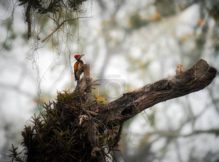 A Himalayan Flameback Woodpecker perched on a dry branch.