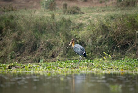 A Lesser Adjutant Stork wading among the water hyacinths in the river.