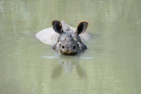 Ein gehörntes Nashorn versinkt im Wasser.
