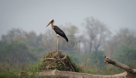 A Lesser Adjutant Stork perched on a sandbar.