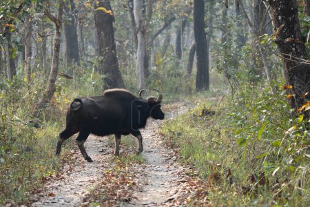 Un Gaur sauvage ou Buffalo traversant un chemin de terre dans la jungle.