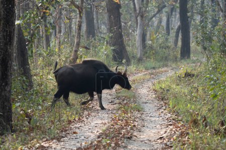 A Wild Gaur or Buffalo crossing a dirt road in the jungle.