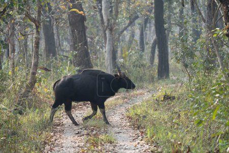 Ein wilder Gaur oder Büffel überquert eine Feldstraße im Dschungel.