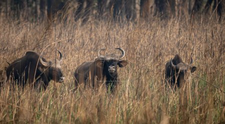 Algunos búfalos salvajes o gaur en la hierba marrón alta.