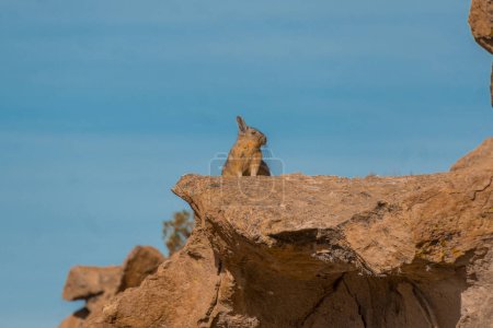 Viscacha at Laguna Negra in Bolivia, returning from Uyuni 3D2N tour. Landscape with lots of rocks in desert and in the back you see a lot of llamas.