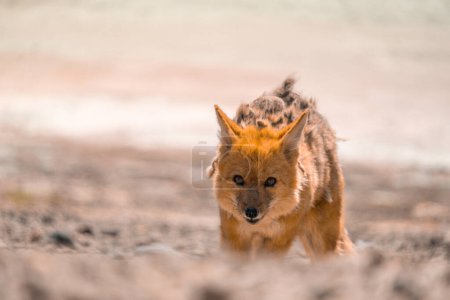 Desert fox near salar de Uyuni in Bolivia, moulting and shedding skin near smelly lake a tourist attraction at the Uyuni salt flats.