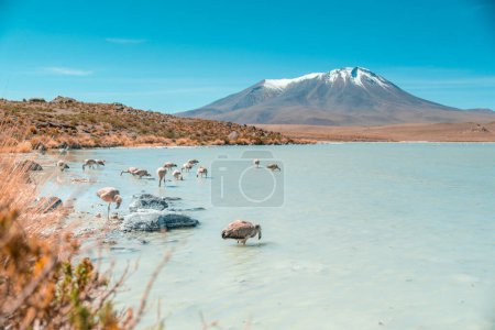 Stinkende See in Bolivien, in der Nähe von Uyuni Salz flachen salar de Uyuni mit Nahaufnahme von Flamingo. Hochwertiges Foto von Landschaft mit Berg und dahinter ist Laguna Chiar Khota oder Laguna Negra.