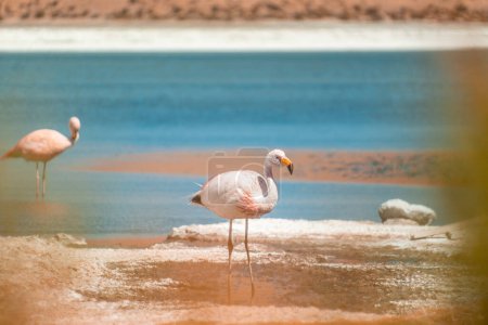 Flamingos at lake in Bolivia Laguna Canapa. High quality photo of birds