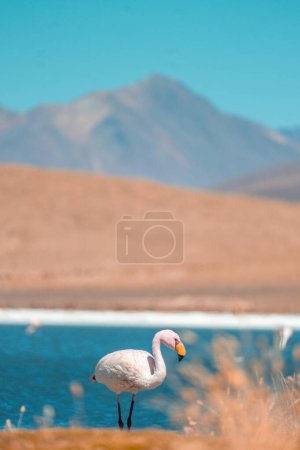 Flamingos at lake in Bolivia Laguna Canapa. High quality photo of birds