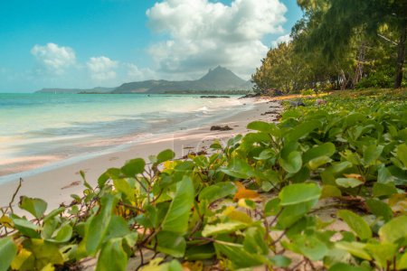 Ile aux Cerfs in Mauritius or Ile Maurice in Africa. High quality photo