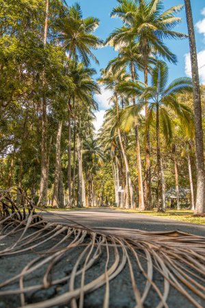 Pamplemousse botanical gardens in Mauritius. High quality photo