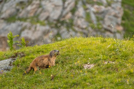 Marmot or groundhog in the French alps, the national park of the Vanoise. High quality photo