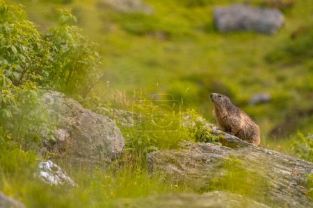 Marmota o marmota en los Alpes franceses, el parque nacional de la Vanoise. Foto de alta calidad