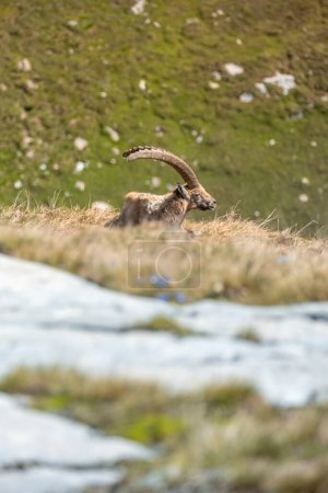 Ibex adulto en los Alpes franceses, el parque nacional de la Vanoise. Cuernos grandes. Foto de alta calidad