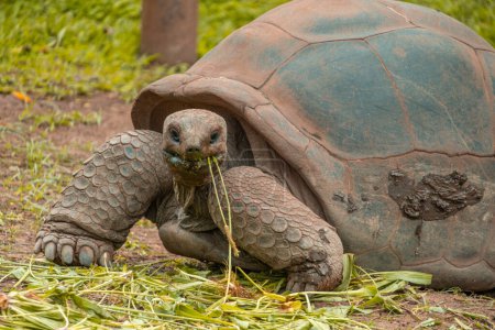 Giant tortoise in the Seven Colored Earth park of Mauritius. High quality photo
