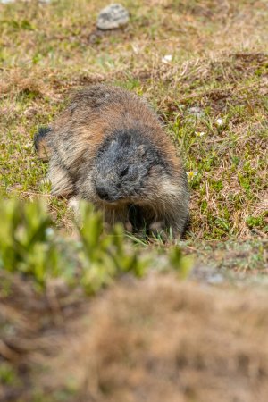 Marmot or groundhog in the French alps, the national park of the Vanoise. High quality photo