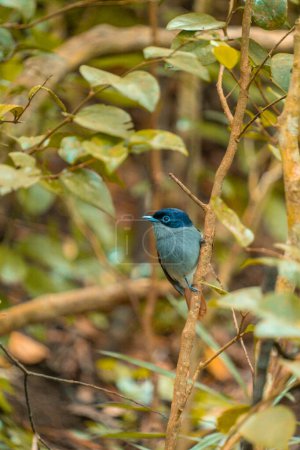 Paradise flycatcher bird in the Ebony Forest Reserve of Mauritius. High quality photo
