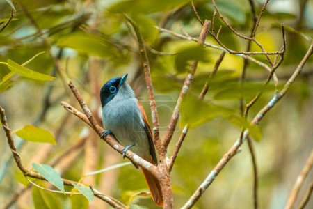 Paradise flycatcher bird in the Ebony Forest Reserve of Mauritius. High quality photo