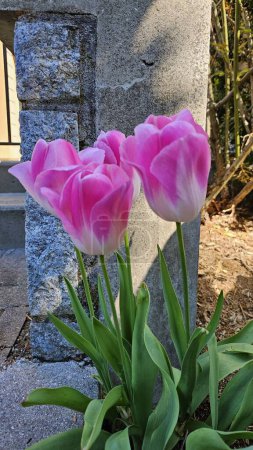 lila zweifarbige Tulpen, rosa mit weißen Blüten