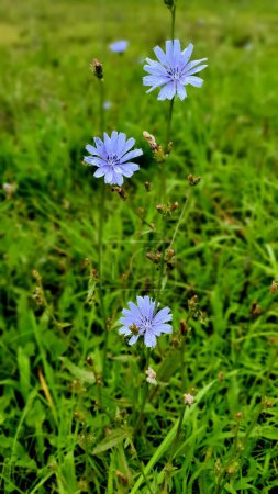 Three blue flowers on the grass, Chicory, Blue Sailors, Succory