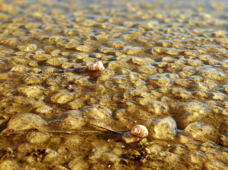 Medusas y conchas pequeñas y poco profundas, orilla del mar, marrón