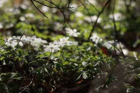 Anemonoides nemorosa entre densos matorrales forestales. Esta foto tomada en el bosque en la República Checa. Esta planta se considera muy extendida aquí. En la primavera, los claros en los bosques y parques de la República Checa están simplemente salpicados con estas flores.