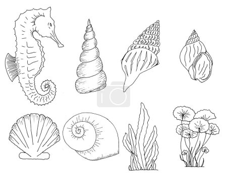 Set of hand drawn watercolor seashell, seahorse and seaweed