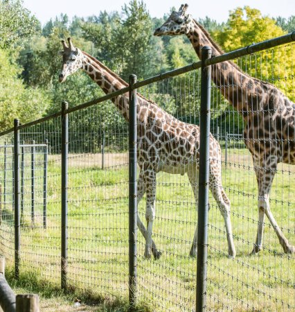 Zwei majestätische Giraffen im Zoo.