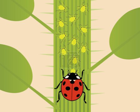 Aphids and Ladybug Illustration