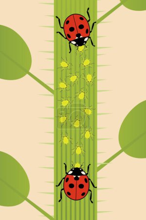 Aphids and Two Ladybug Illustration