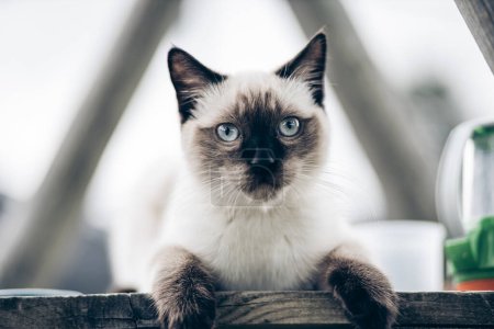 Porträt einer siamesischen Katze, die in die Kamera blickt