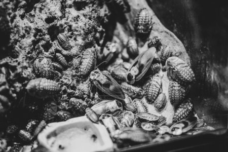 A large group of cockroaches and pill-bugs piled together in black and white
