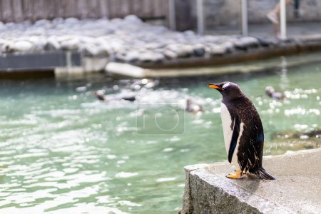 A penguin in an aquarium in Norway scouting