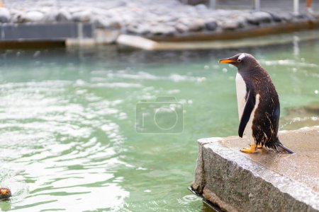 A penguin in an aquarium in Norway scouting