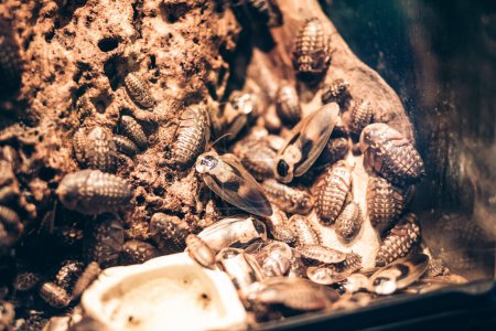 A large group of cockroaches and pill-bugs piled together