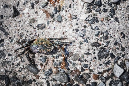 Nahaufnahme einer Krabbe, die an einem felsigen norwegischen Strand liegt